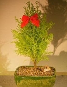 Lemon Cypress Bonsai Tree For Sale (cupressus macrocarpa)