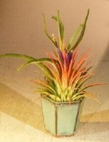 Flowering Tillandsia Bonsai Tree For Sale Air Plant (epiphytic)