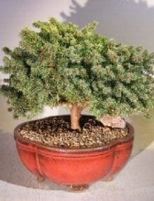 Dwarf Norway Spruce Bonsai Tree For Sale (picea abies 'pygmaea')
