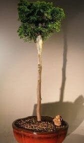 Hinoki Cypress Bonsai Tree For Sale Upright Style (chamecyparis obtusa 'verdoni')