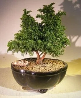 Cryptomeria Bonsai Tree For Sale - Large (japonica - tansu) - Bonsai Tree  Gardener