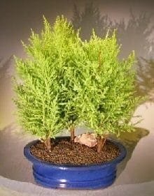 Lemon Cypress Bonsai Tree For Sale Three Tree Forest Group (cupressus macrocarpa)