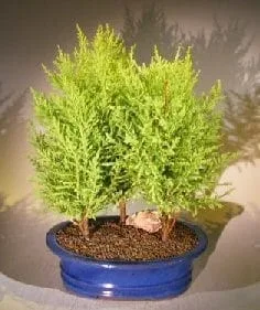 Lemon Cypress Bonsai Tree For Sale Three Tree Forest Group (cupressus  macrocarpa) - Bonsai Tree Gardener