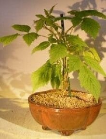 Flowering Raspberry Bonsai Tree For Sale(Raspberry Idaeobatus)