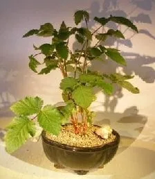 Flowering Blackberry Bonsai Tree For Sale (Rubus Fruitcosus)