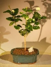 Flowering Grand Duke Jasmine Bonsai Tree For Sale (Jasminum sambac grand  duke) - Bonsai Tree Gardener