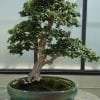 Fukien Tea Bonsai Tree