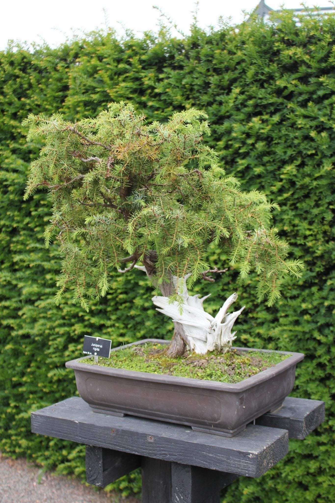 How Bonsai Trees Are Made | Bonsai Tree Gardener