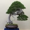 How To Identify A Bonsai Tree