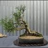 Indoor Bonsai Tree Care