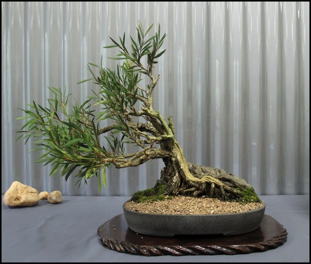 How To Care For Indoor Bonsai Trees - Bonsai Tree Gardener