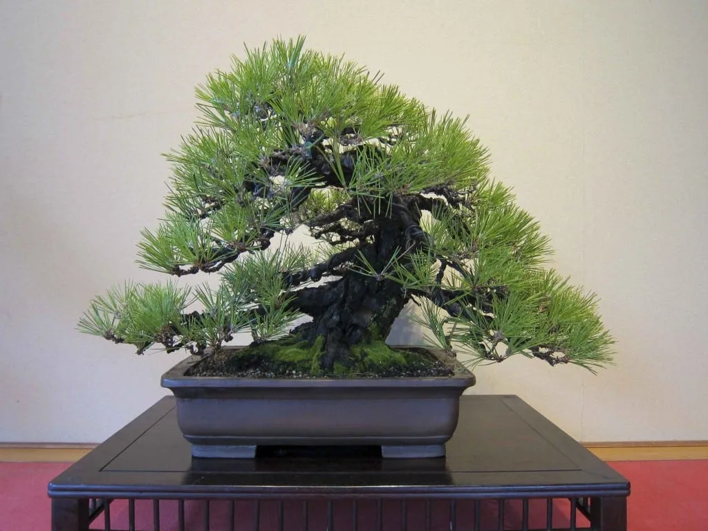 Japanese Black Pine Bonsai Tree