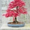 Japanese Maple Bonsai Tree