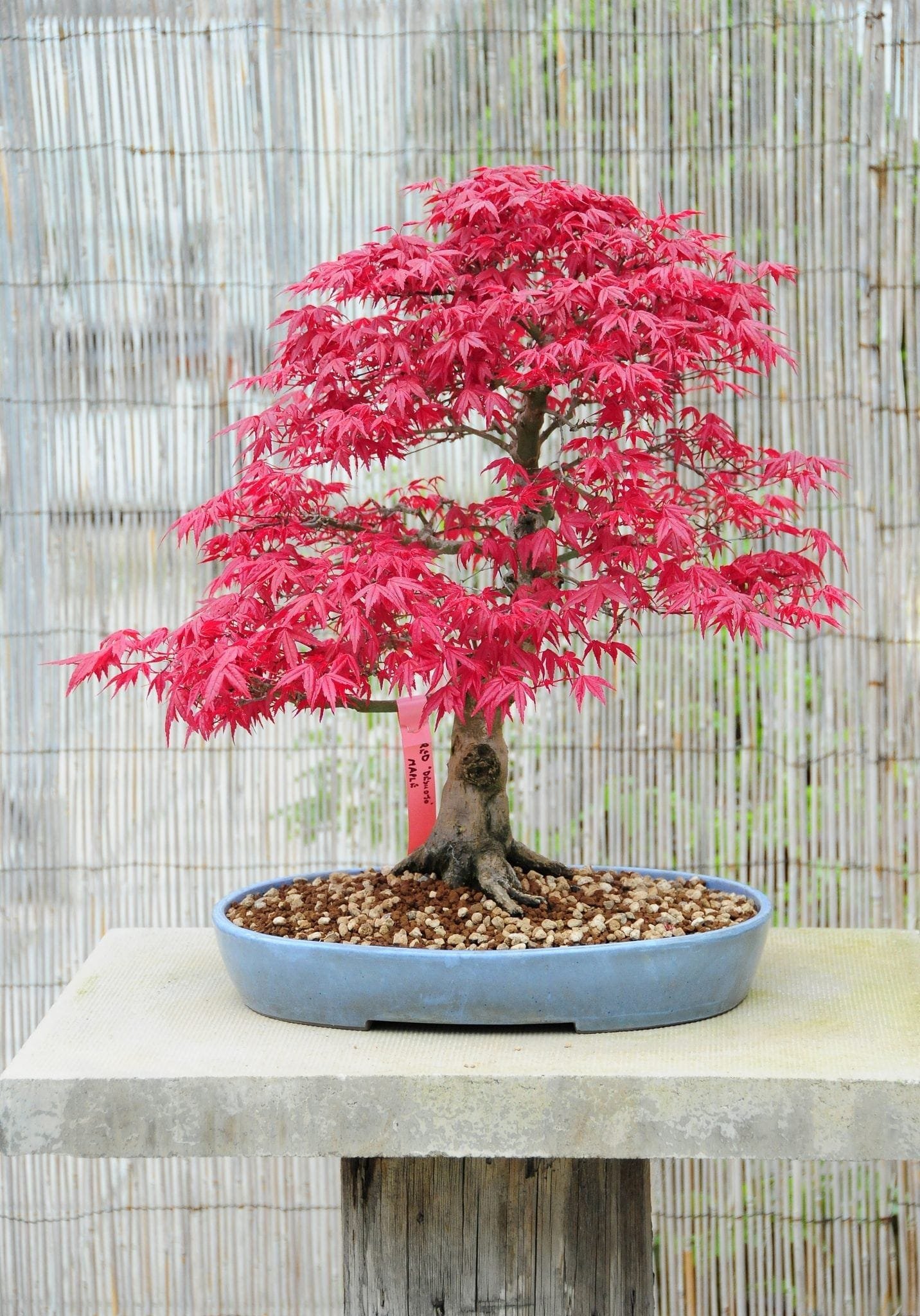 Is Japanese Maple Good For Bonsai