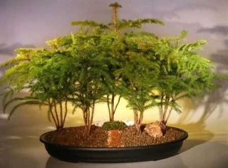 Norfolk Island Pine Bonsai Tree For Sale Forest Five Cluster Planting  (araucaria heterophila) - Bonsai Tree Gardener