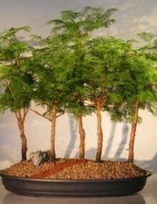 Redwood Bonsai Tree For Sale - 5 Tree Forest Group (metasequoia glyptostroboides)