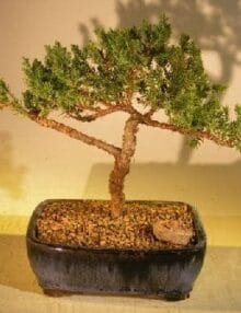 Juniper Bonsai Tree For Sale #61 - Trained (juniper procumbens 'nana')