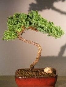 Juniper Bonsai Tree For Sale #32 - Trained (juniper procumbens nana)