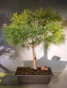 Dwarf Swiss Stone Pine Bonsai Tree For Sale (pinus cembra 'pygmaea')
