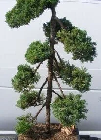 Juniper Bonsai Tree For Sale - Pom Pom Style (juniper procumbens nana)