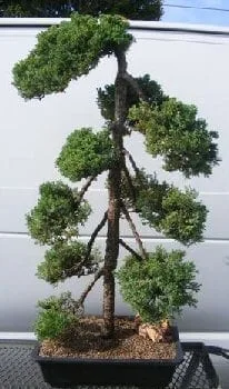 Juniper Bonsai Tree For Sale - Pom Pom Style (juniper procumbens nana)