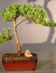 Juniper Bonsai Tree For Sale #2 - Trained (juniper procumbens nana)