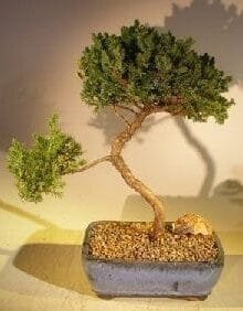 Juniper Bonsai Tree For Sale #36 - Trained (juniper procumbens nana)
