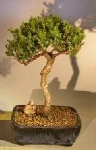 Juniper Bonsai Tree For Sale #1 - Trained (juniper procumbens nana)