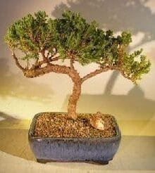 Juniper Bonsai Tree For Sale #37 - Trained (juniper procumbens nana)