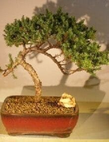 Juniper Bonsai Tree For Sale #38 - Trained (juniper procumbens nana)