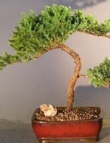 Juniper Bonsai Tree For Sale #7  - Trained (juniper procumbens nana)