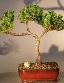 Juniper Bonsai Tree For Sale #11 - Trained (juniper procumbens nana)