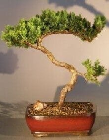 Juniper Bonsai Tree For Sale #12 - Trained (juniper procumbens nana)