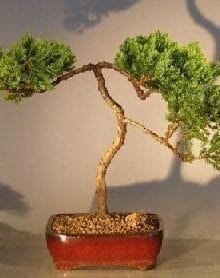 Juniper Bonsai Tree For Sale #35 - Trained (juniper procumbens nana)