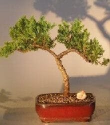 Juniper Bonsai Tree For Sale #15 - Trained (juniper procumbens nana)
