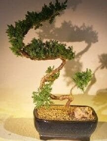 Juniper Bonsai Tree For Sale #53 - Trained (juniper procumbens nana)