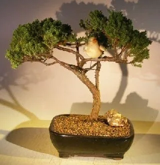 Juniper Bonsai Tree For Sale - Trained with Bird (juniper procumbens nana)