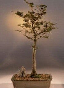 Copper Beech Bonsai Tree For Sale (fagus sylvatica 'purpurea')