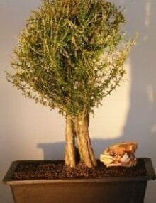 Flowering Tropical Boxwood Bonsai Tree For Sale (neea buxifolia)