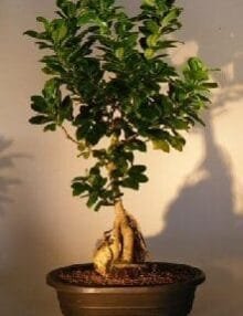 Ginseng Ficus Bonsai Tree For Sale Root Over Rock Style #2 (Ficus Retusa)