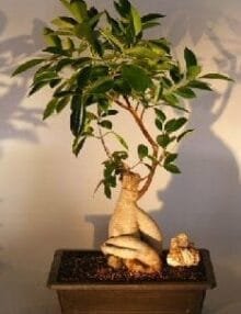 Ginseng Ficus Bonsai Tree For Sale #2 (Ficus Retusa)