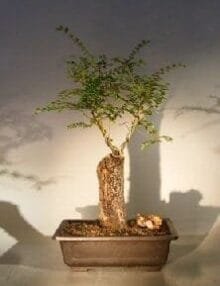 Cork Bark Elm Bonsai Tree For Sale (ulmus neri)