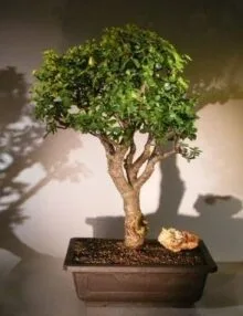 Baby Jade Bonsai Tree For Sale #5 (Portulacaria Afra)