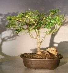 Flowering Premna Bonsai Tree For Sale (premna obtusifolia)