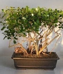 Flowering Tropical Dwarf Apple Bonsai Tree For Sale Banyan Style (clusia rosea 'nana')