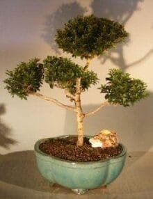 Brush Cherry (Pom-Pom) Style Bonsai Tree For Sale #2 (eugenia myrtifolia)