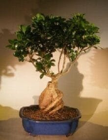 Ginseng Ficus Bonsai Tree For Sale #1 (Ficus Retusa)
