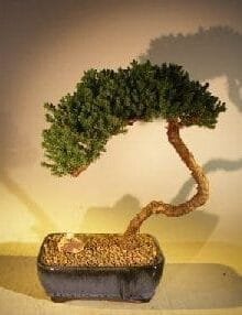 Juniper Bonsai Tree For Sale #43 - Trained (juniper procumbens nana)