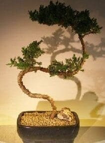 Juniper Bonsai Tree For Sale #52 - Trained (juniper procumbens nana)