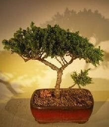Juniper Bonsai Tree For Sale #49 - Trained (juniper procumbens nana)
